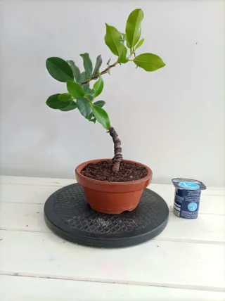 Bonsái Ficus