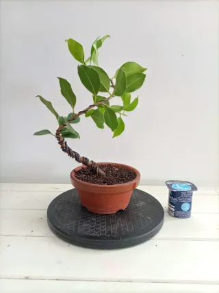 Bonsái Ficus