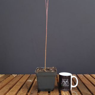 Acer Palmatum | Bonsai Zero URBANO