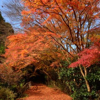 Acer Palmatum | Bonsai Zero URBANO