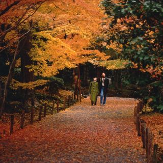 Acer Palmatum | Bonsai Zero URBANO