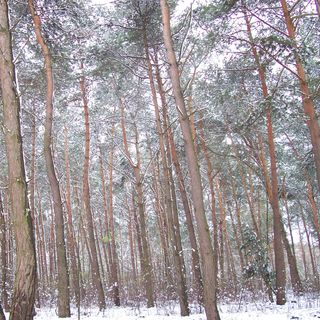 Pino Silvestre | Bonsai Zero URBANO
