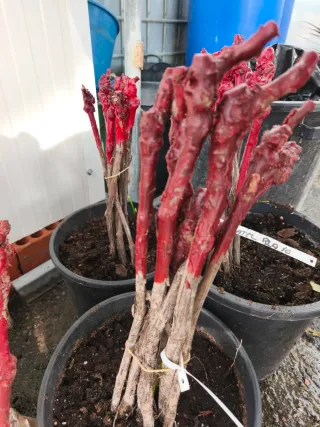 Parras para vino y mesa