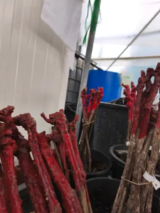 Parras para vino y mesa