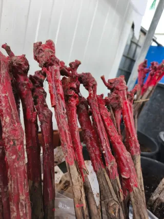 Parras para vino y mesa