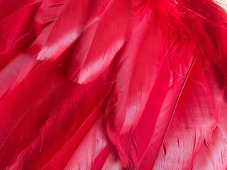 Alas rojas de plumas