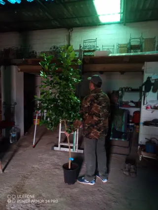 Limonero Lunero 4 estaciones