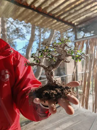 Olmo bonsai recién trasplantado