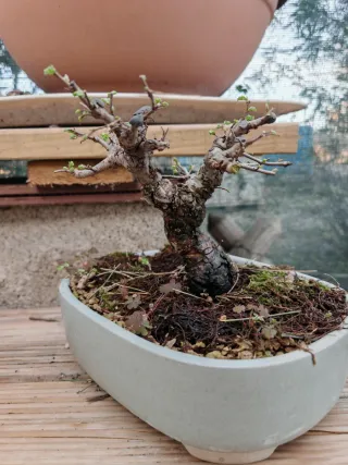 Olmo bonsai