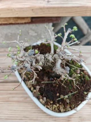 Olmo bonsai