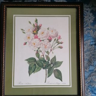 Set 4 Quadri Rose Antiche