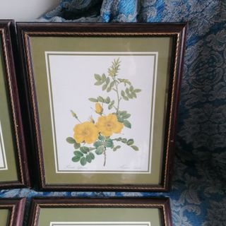 Set 4 Quadri Rose Antiche