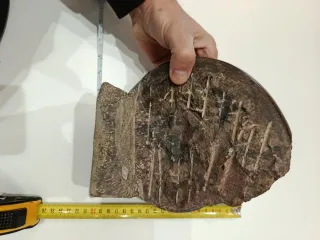 Fósil de Amonite Grande