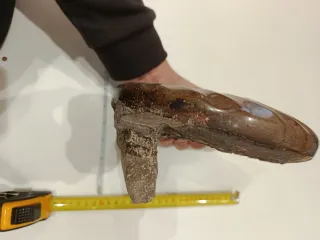 Fósil de Amonite Grande