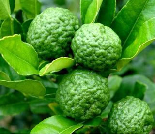 Lime kaffir- Citrus Histrix