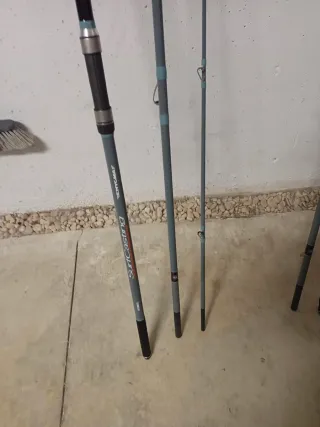 Cañas Vercelli Enygma Italica