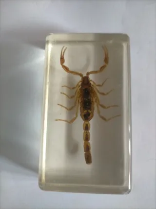 Escorpión en resina