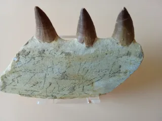 Dientes Fósiles Mosasaurio