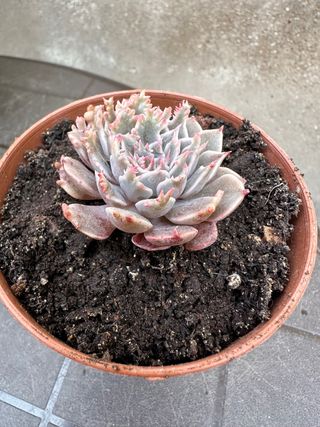 Echeveria Starfire