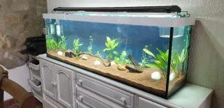 Acuario grande 317 L con plantas, peces y accesori
