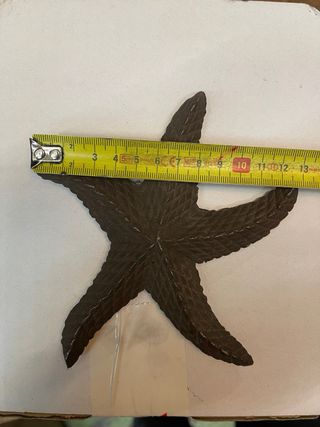 Estrella de mar decorativa