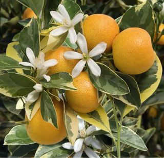 Calamandino Variegato