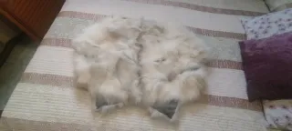 Chaqueta corta de pelo blanca natural. Peleteria