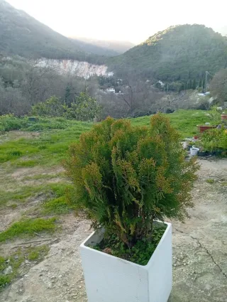 Fioriera Bianca in Cemento 50x40x40