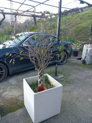 Fioriera Bianca in Cemento 50x40x40