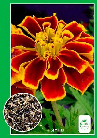 Semillas de tagetes "Brazalete de cereza" 0.3 g
