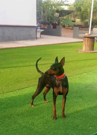 CÉSPED ARTIFICIAL DÉ CAMPOS DÉ FUTBOL RECICLADOS