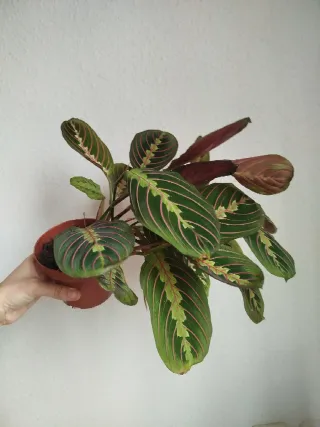 Maranta Leuconeura Tricolor Planta 2