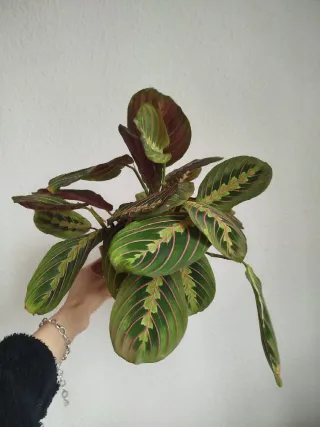 Maranta Leuconeura Tricolor Planta 2