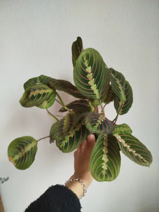 Maranta Leuconeura Tricolor Planta 2