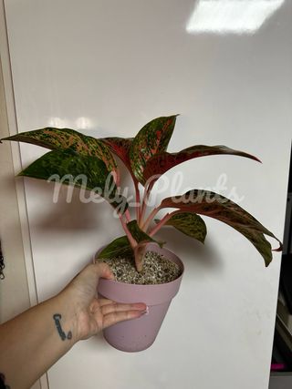 Aglaonema Rosa Planta grande