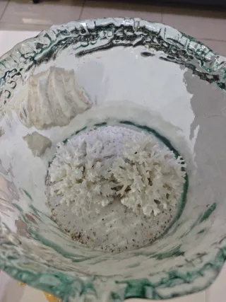 Colección Náutica Marina Conchas Marinas