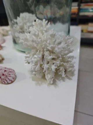 Colección Náutica Marina Conchas Marinas