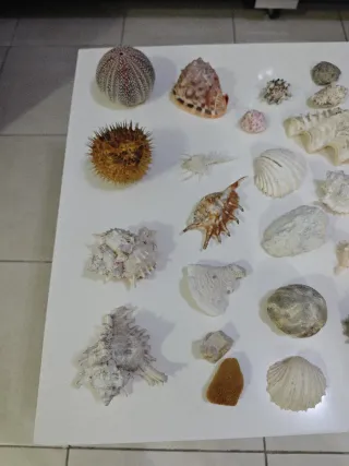 Colección Náutica Marina Conchas Marinas