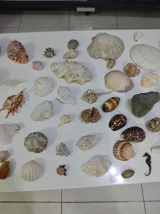 Colección Náutica Marina Conchas Marinas