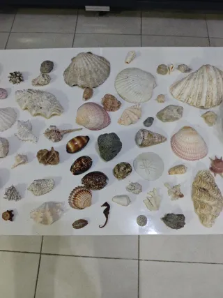 Colección Náutica Marina Conchas Marinas