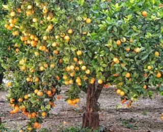 Trabajos de desbroce de parcelas,tala etc