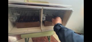 Jaulas Canto 4 modelo 2 gr con 2 Transportines