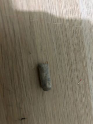 Lote Fósiles: Caracola, Coral, Dientes Tiburón, Mi