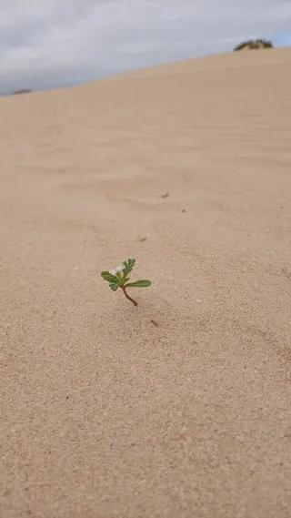 Pack Samsung note 20 ultra 5g 256gb 12 ram + extra