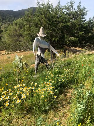 Pintura y Jardinería zona Cala de Hort