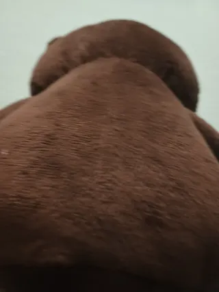 Peluche Orsetto Marrone