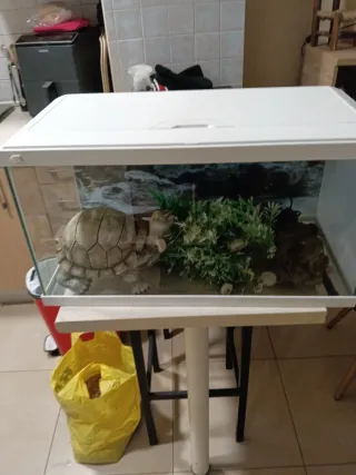 Acuario blanco 60L casi nuevo listo para recoger