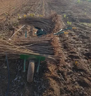 Plantones de Avellano