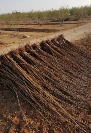 Plantones de Avellano