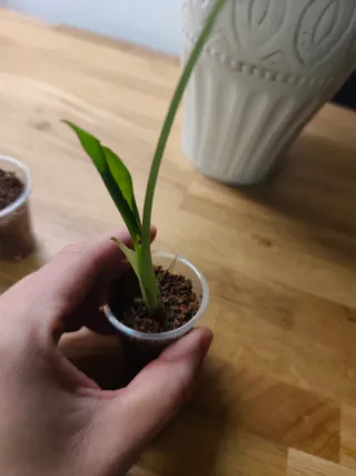 Alocasia Gigante (Planta)